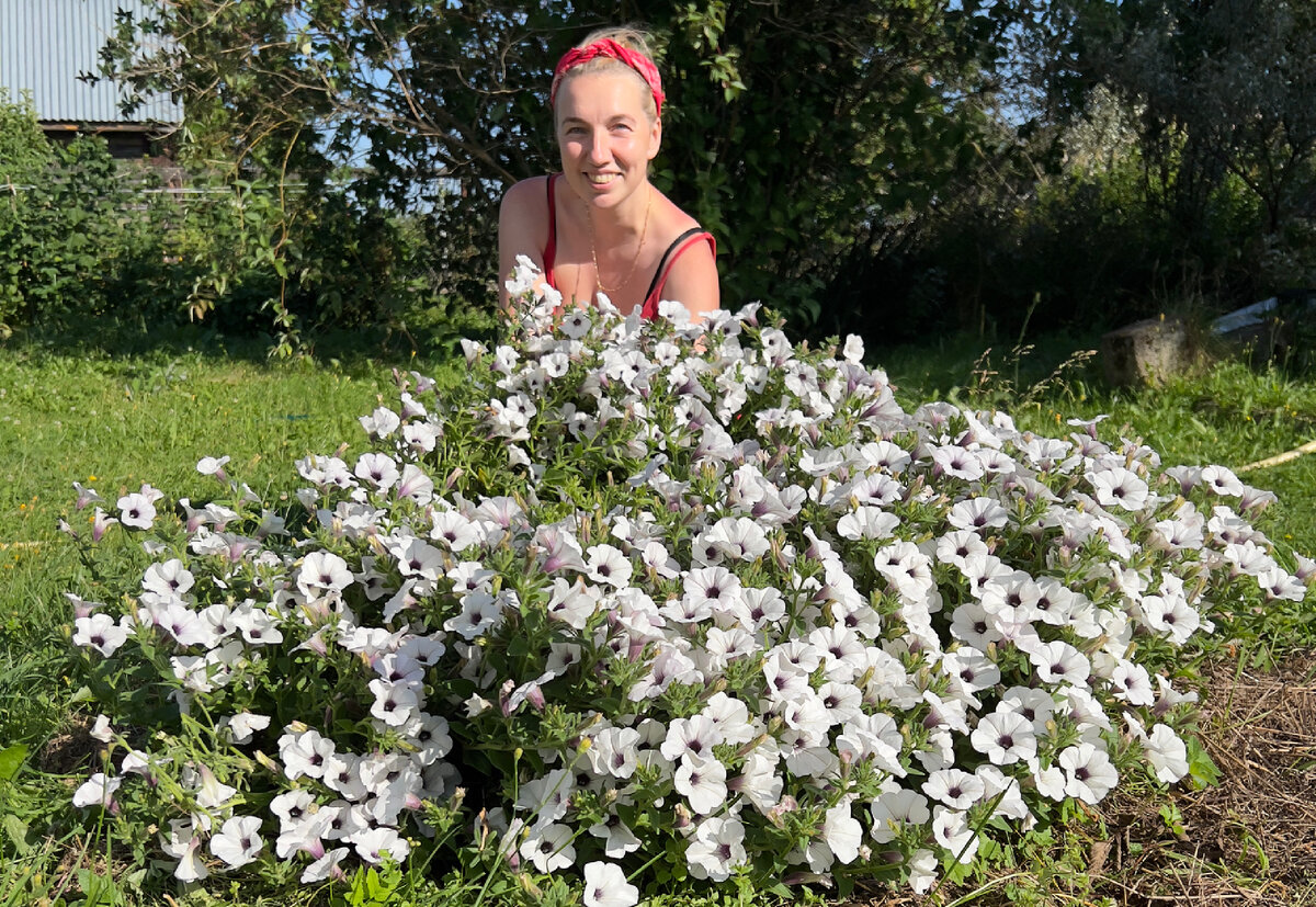 Тайдал вейв сильвер. 1 растение в открытом грунте