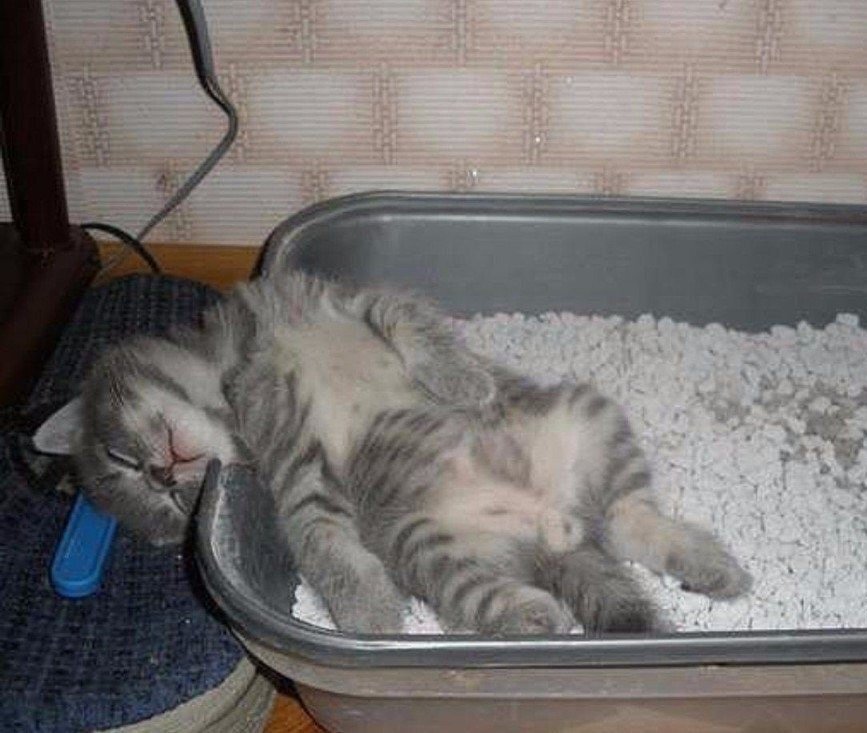 Вещи, которые должны быть у кошки, а также интересные гаджеты! | Приют ...