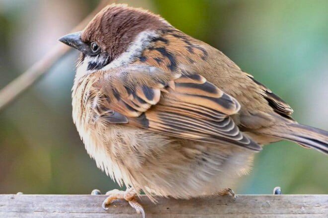 Фото из свободного источника интернета