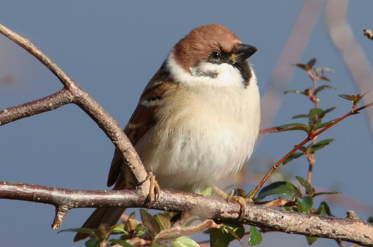 Фото из свободного источника интернета