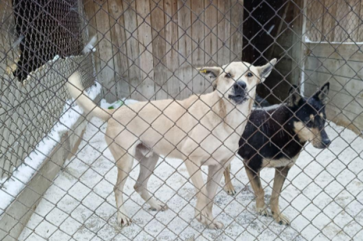    В Новосибирске рассказали о проблемах в собачьем приюте