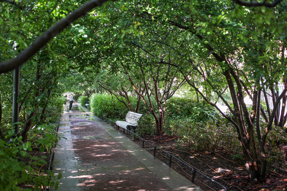 Садовая аллея в Новой Голландии.