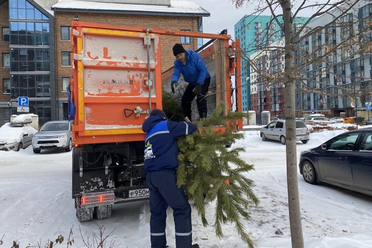   Новогодние елки в Свердловской области будут утилизировать экологично