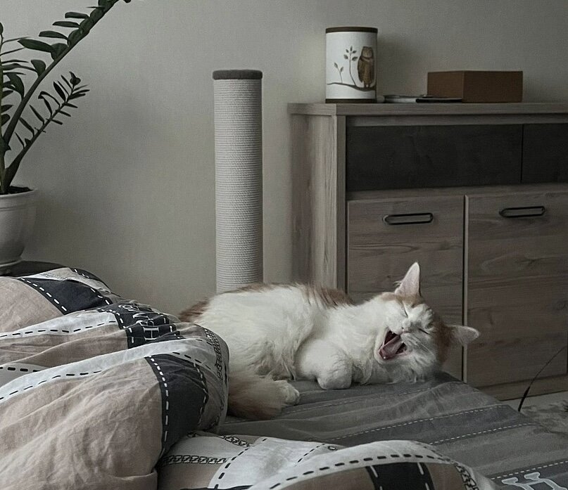 место укола коту внутримышечно. как сделать вм укол кошке. мытье кошки. как колоть уколы коту внутримышечно. колоть укол коту внутримышечно.