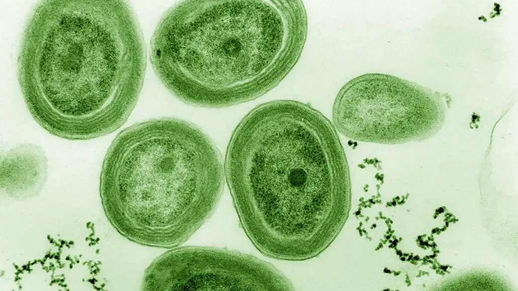 Цианобактерии, такие как обитающие в океане Prochlorococcus, изобрели фотосинтез миллиарды лет назад. Иллюстрация: Luke Thompson/Chisholm lab, Nikki Watson/Whitehead/MIT