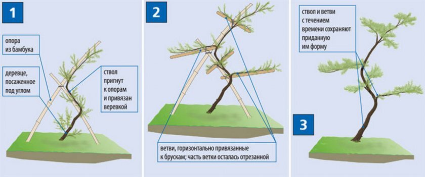 Ниваки из сосны обыкновенной своими руками схема