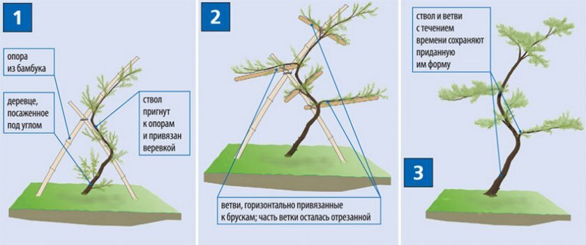 Посадить дерево ветками