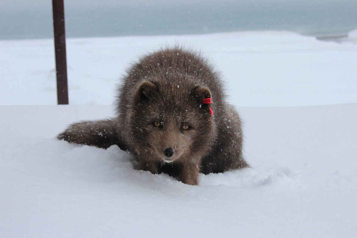 Беринговский песец →