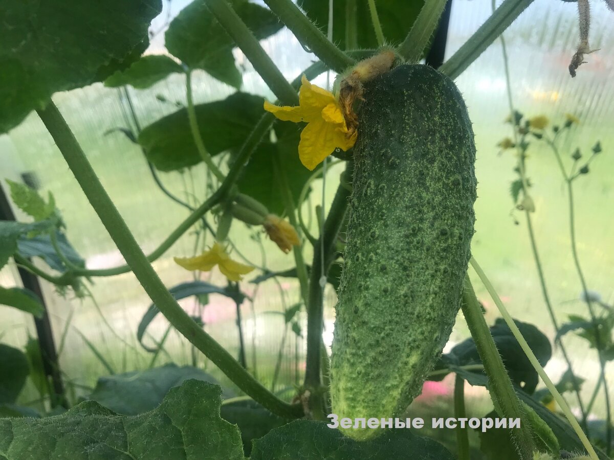 Площадь кустарника