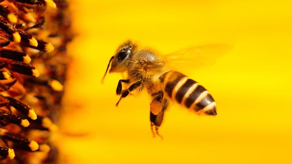 Фото: Pixabey