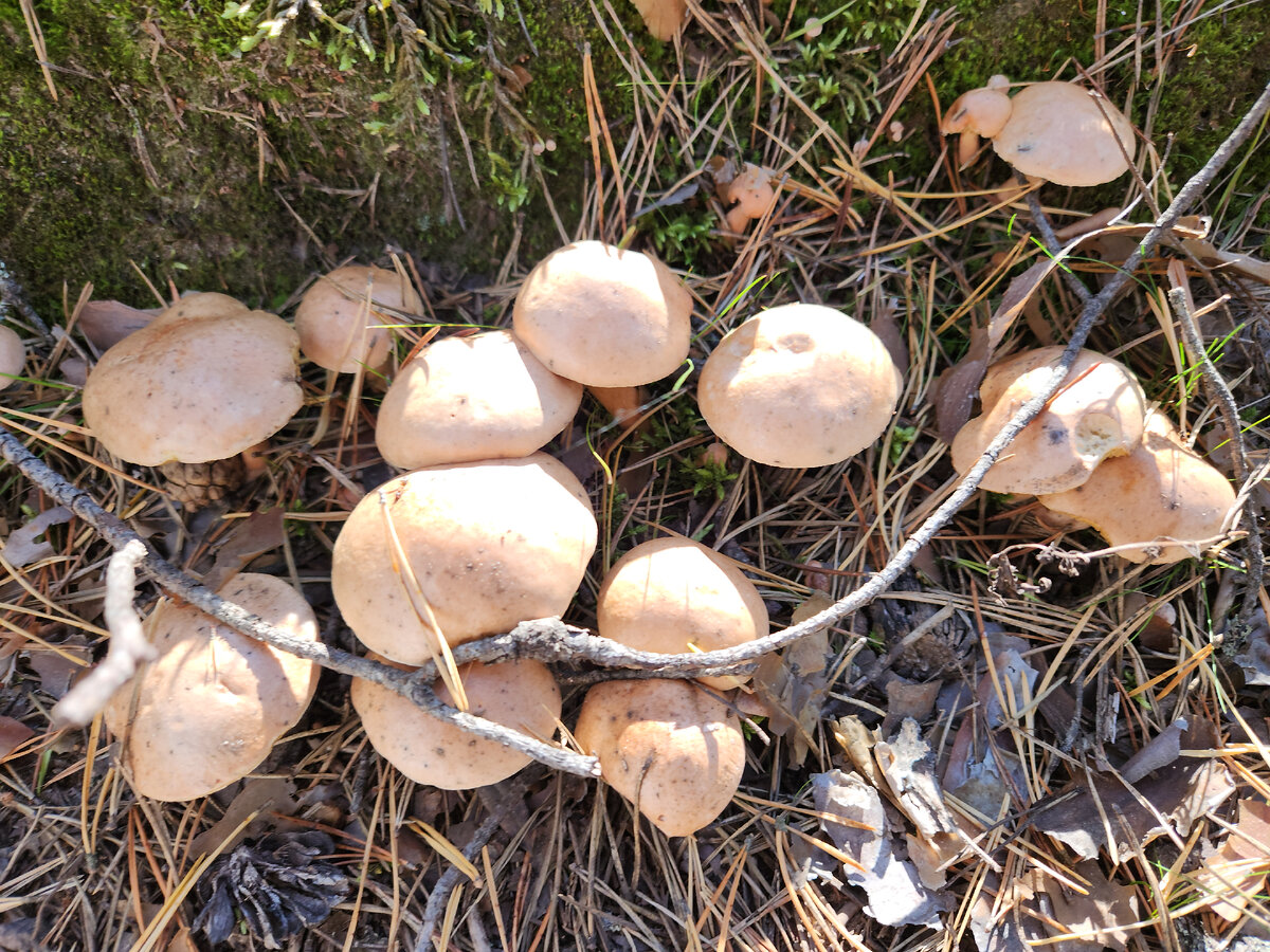 Невзрачный маслёнок - за что его только нарекли так неаппетитно?