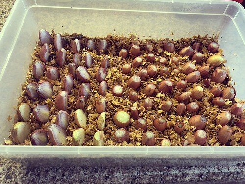 15 декабря посадила лук-шалот.