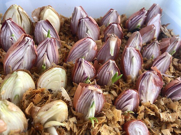 18 декабря - первые всходы у располовиненных луковиц.