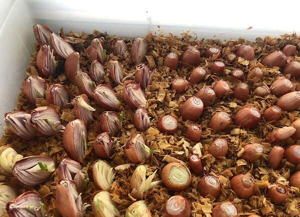 Целые луковицы всходят дольше.