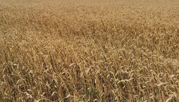    Как фермер поднял урожайность пшеницы до 10 тонн с га на ранее непригодной почве