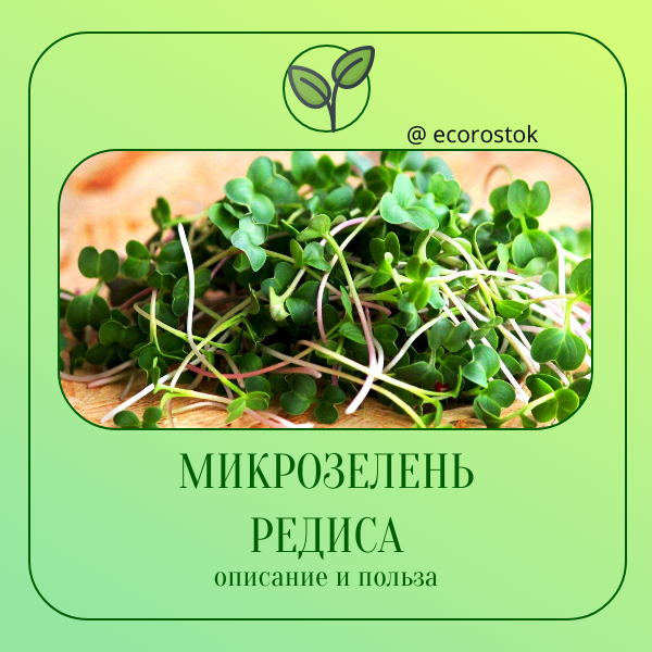 Микрозелень редиса: взрывная энергия в маленьких зеленых листьях! 