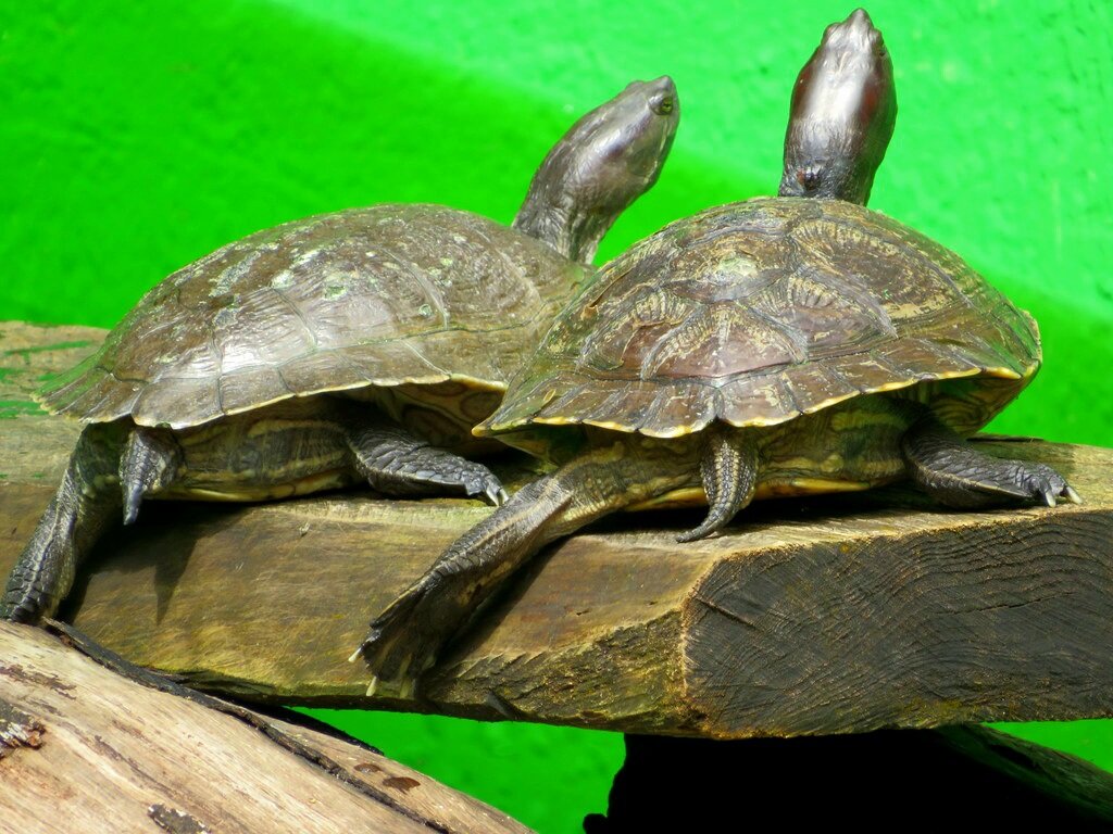 Категорически отказались показать нам свои морды лица 😁