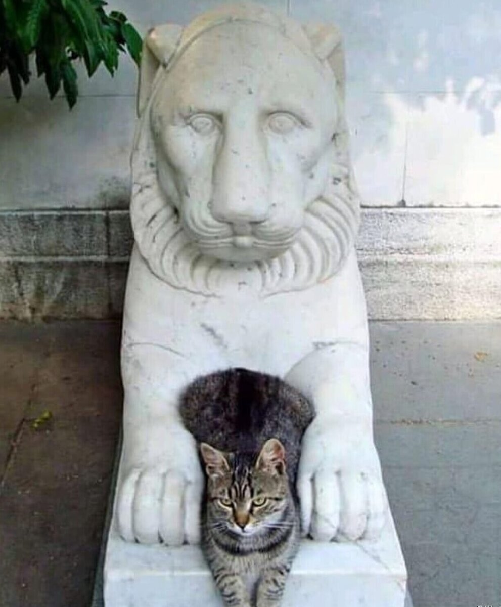 Удачные фото котиков на фоне скульптур и статуй | Fishki.Net | Дзен