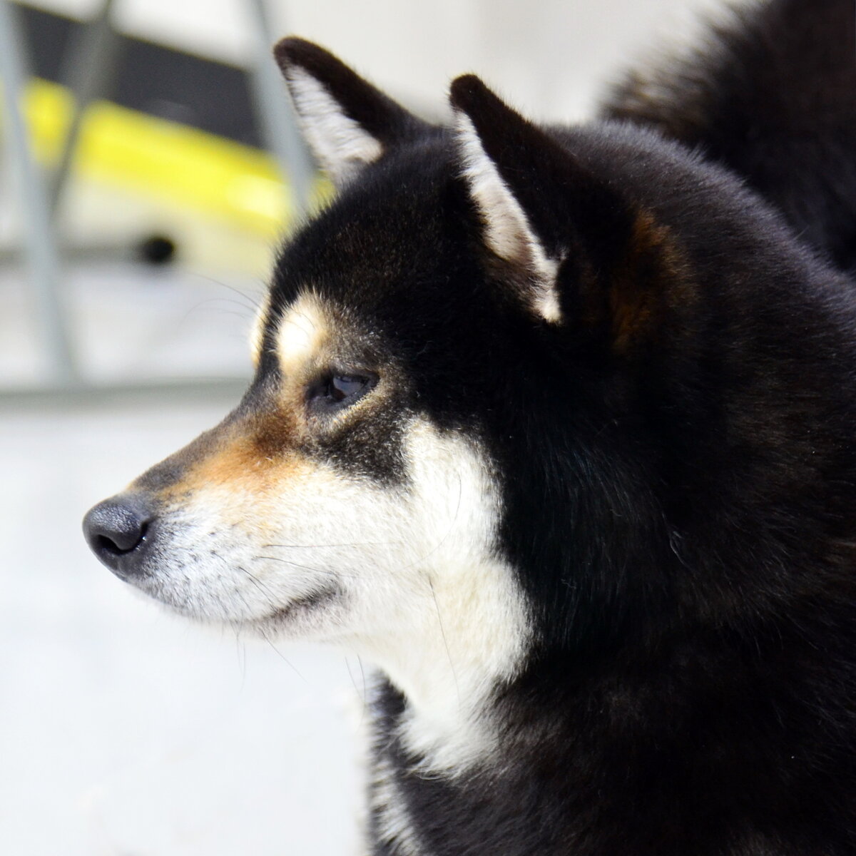 Один из участников выставки собак в Сеуле. Фото из личного архива