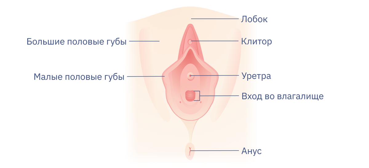 Интимная контурная пластика (интимный филлинг) у женщин в Москве - клиника “Косметомед”