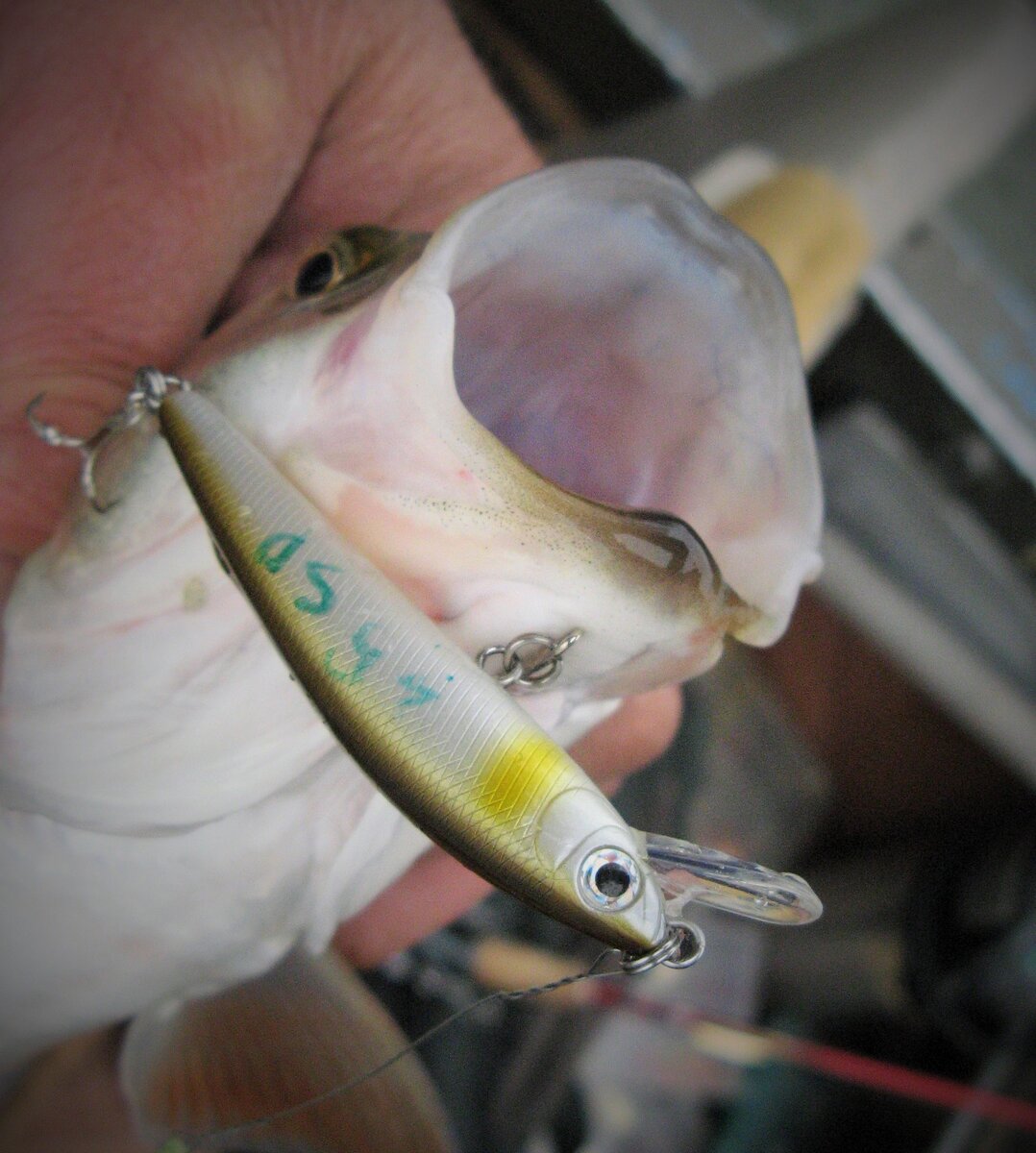 1061 - классический минноу