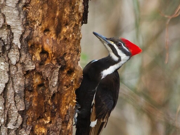 Средний пестрый дятел самка. Лесные птицы дятел. Дятел какие звуки. Дятел красношапочник. Артикуляционная гимнастика дятел описание.