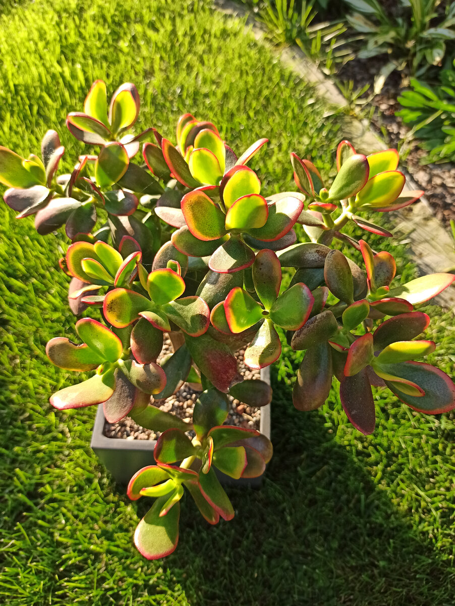 Крассулы можно выращивать в городской квартире, но они не откажутся от отпуска на летнем солнце за городом (фото автора)