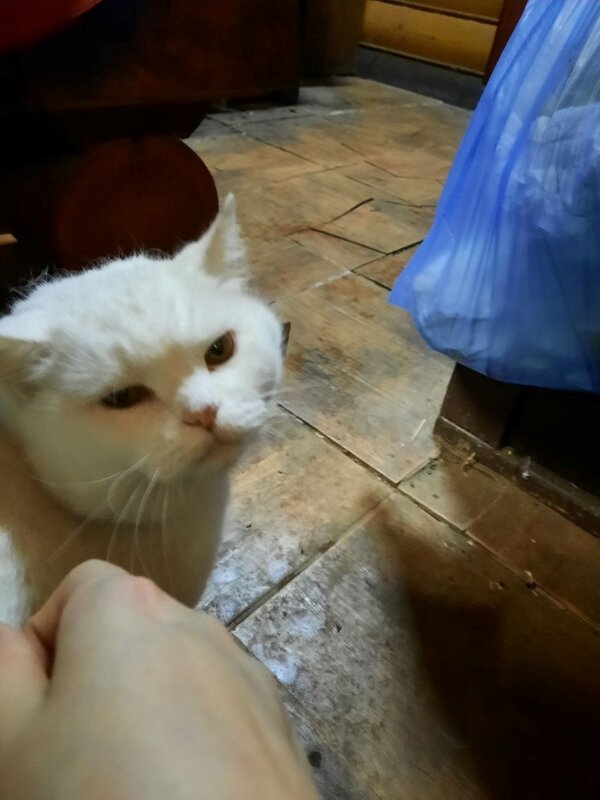 Беляш, пухляш и волосяш. А еще - добряш