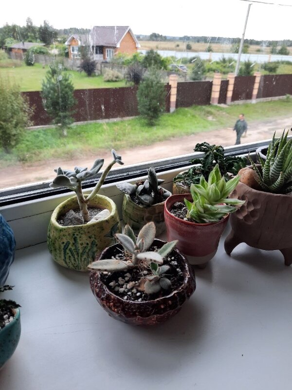 После несколькольких месяцев бездомья - свой подоконник - просто праздник какой-то!