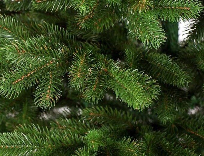 пример пышной , ветвистой ели. 