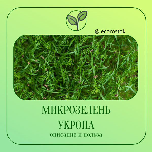 Микрозелень укропа: натуральный и полезный источник питательных веществ 