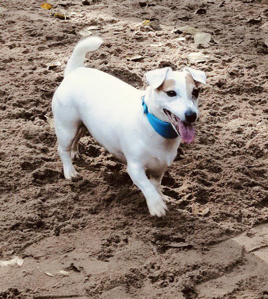 А этот кабачочек - гордость нашего ветеринарного врача Алены Мачиной! 