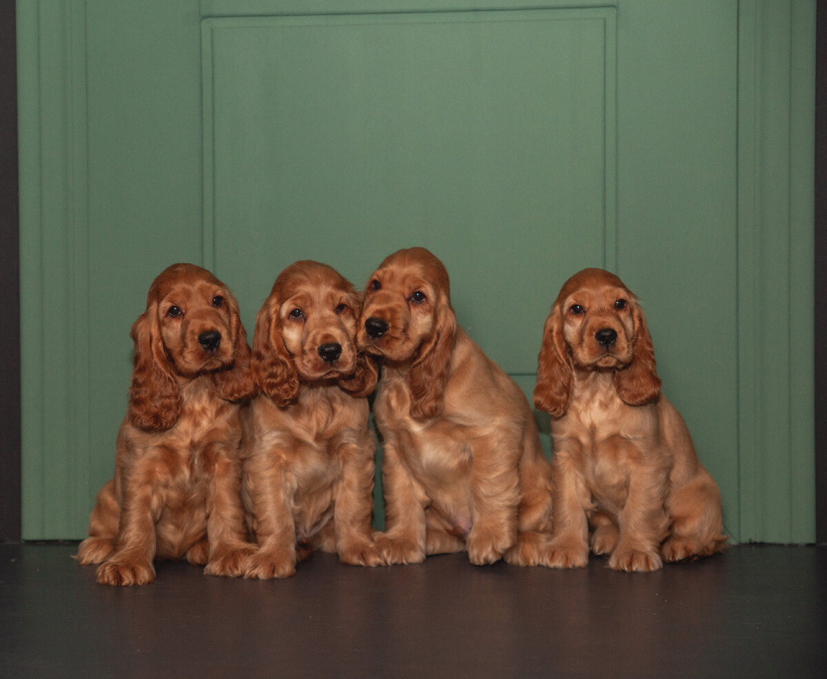 Дети Woody Wodpecker Sunforest Soul x Armandi Gold  Exclusive Lady 