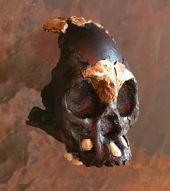 Реконструированный череп Лети.