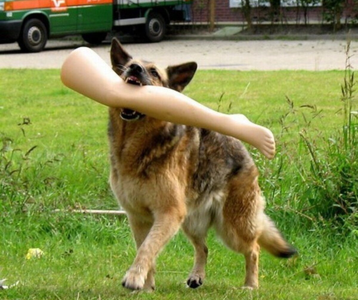 Эм, Шарик, я не такую палку тебе кидал... 