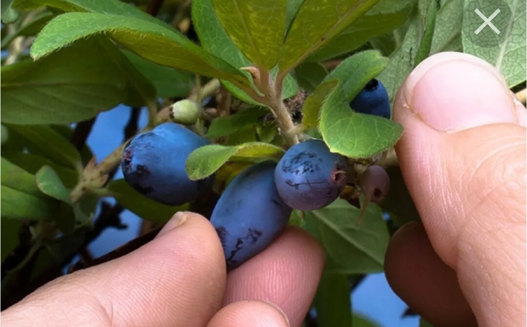 Жимолость Сластена. На некоторых фото ягодки крупнее и более вытянутые. 