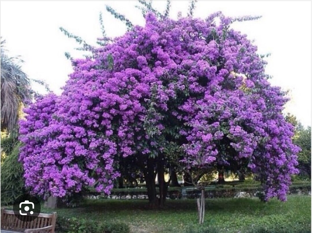 Красота