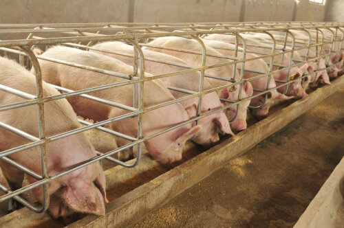 Лечение свиней: инфекционные заболевания, симптомы, профилактика