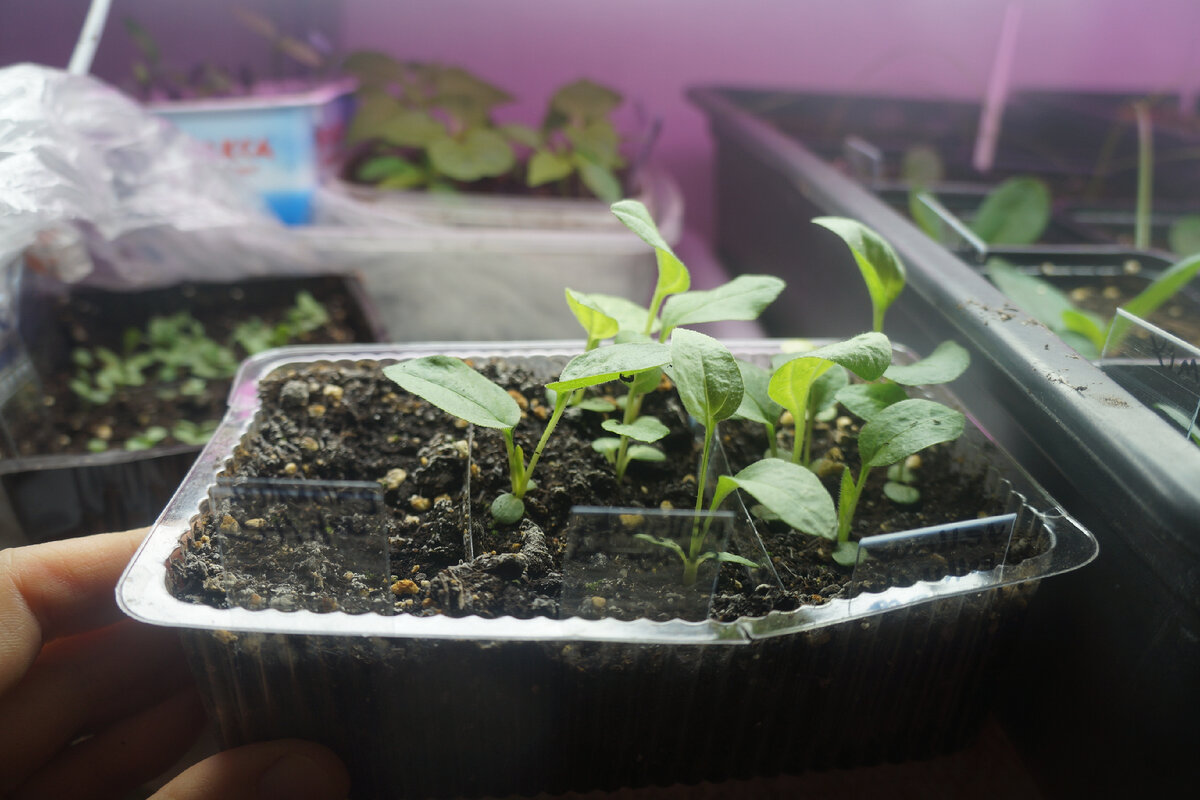 Сажать семена. Семена для рассады. Сеем семена цветов. Семена цветов на рассаду. Сеем семена цветов.