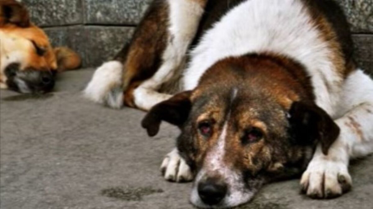    В Курске живодёр избил собаку и сжёг её будку