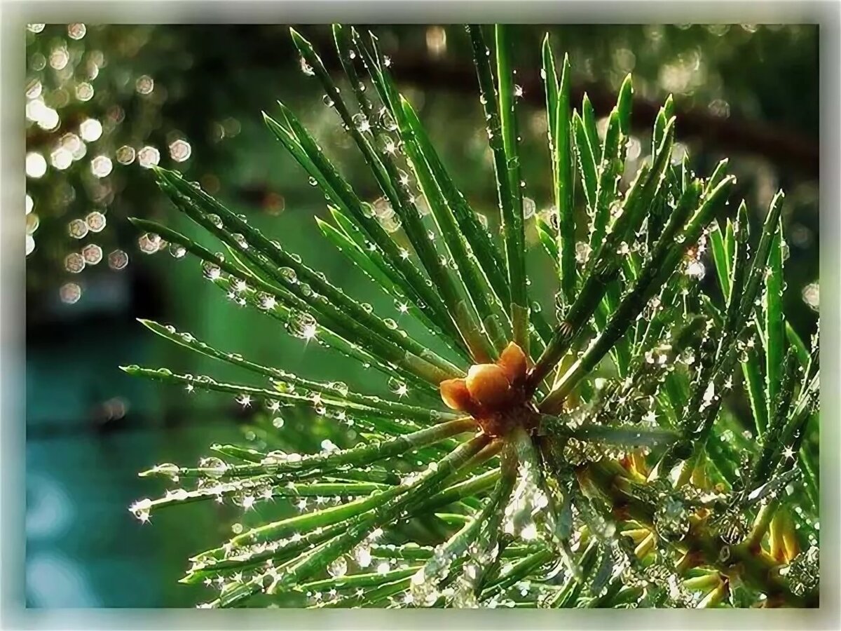 Плюсы и минусы сосны на садовом участке. | Feel Green | Дзен