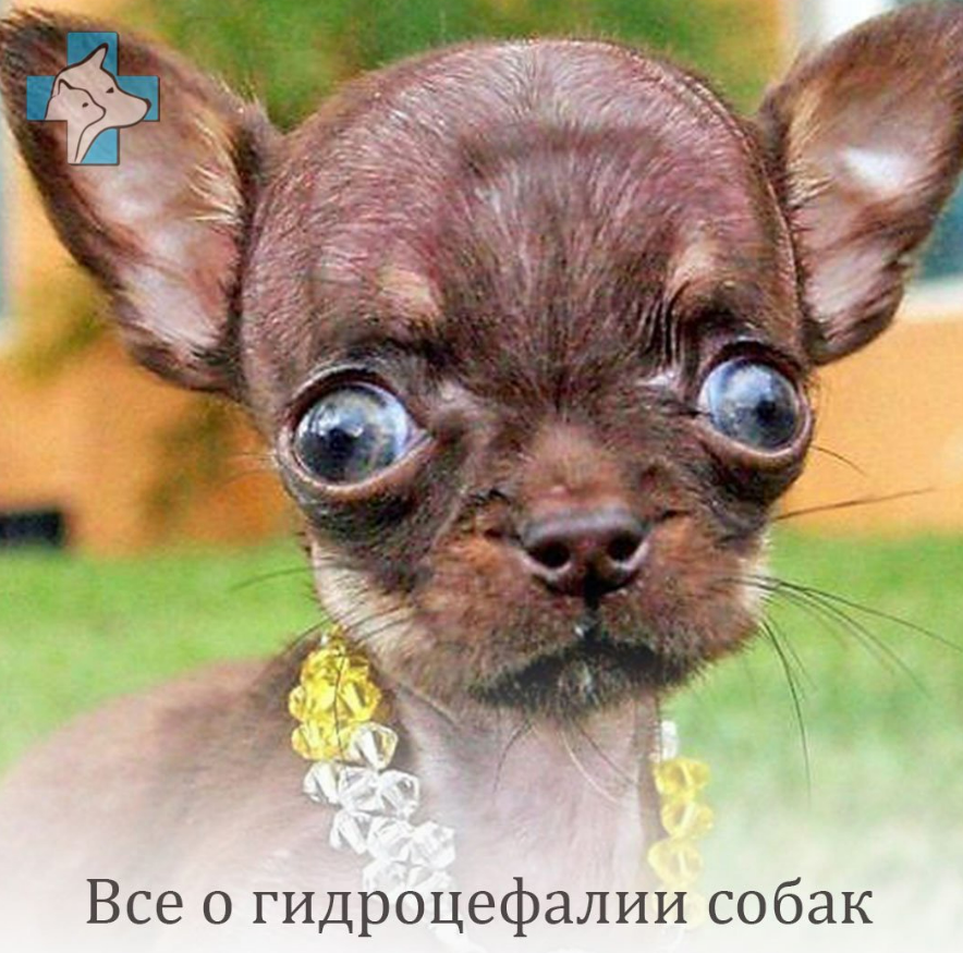 Вентрикуло-перитонеальное шунтирование как метод лечения гидроцефалии у собак