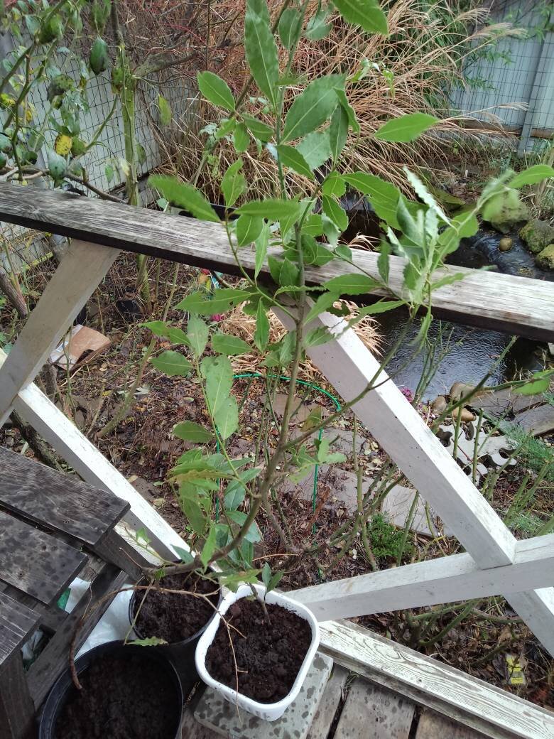 Мои новые растюшки