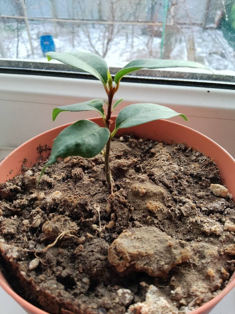 Мой маленький лаврик