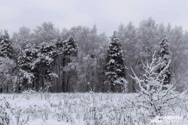    Для чего в лесах Тверской области установили фотоловушки?