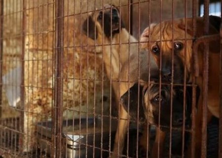   Власти Южной Кореи запретили населению питаться собаками