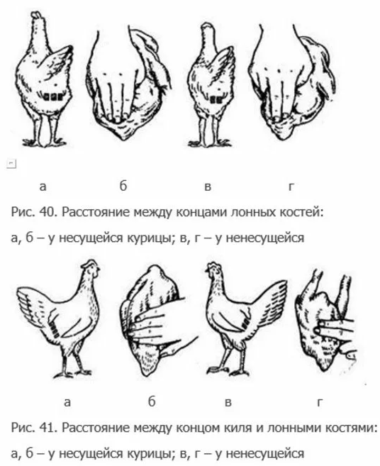 Сколько лет несутся куры