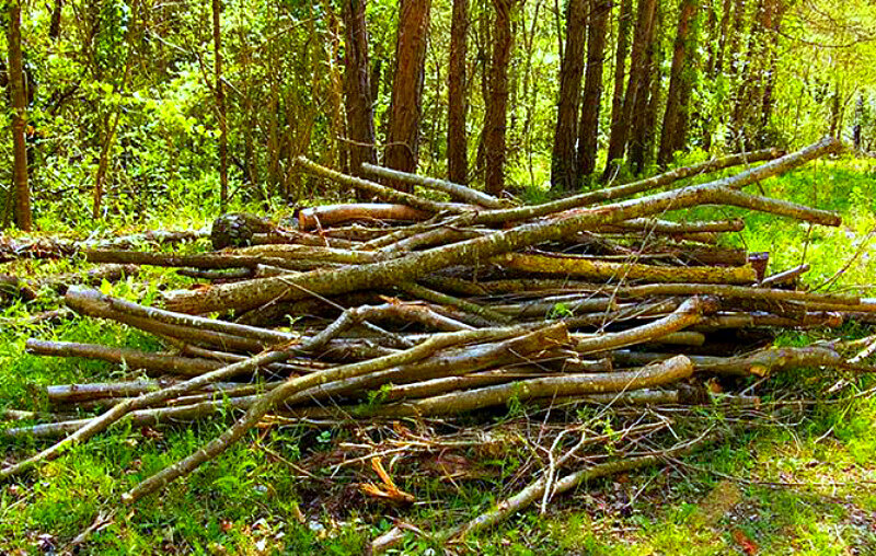 Порядок заготовки древесины для собственных нужд. Заготовка древесины для собственных нужд. Заготовка древесины для собственных нужд. Заготовка древесины для собственных нужд. Нормативы заготовки гражданами древесины.