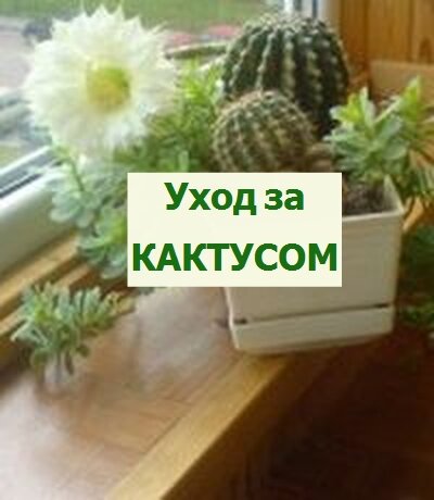 Уход за Кактусом