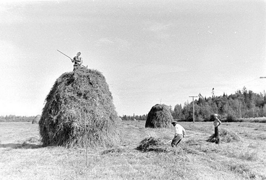 Фотограф Сергей Калабушкин на сенокосе